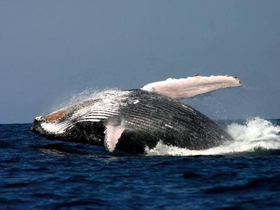 Whales & Waves Villa Hermanus Dış mekan fotoğraf